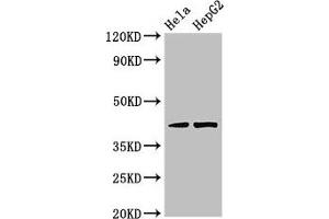 Western Blot Positive WB detected in: Hela whole cell lysate, HepG2 whole cell lysate All lanes: PRKACG antibody at 3. (PRKACG 抗体  (Catalytic Subunit gamma))