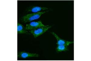 IF analysis of Caveolin-2 using anti-Caveolin-2 antibody (ABIN3043749). (Caveolin 2 抗体  (AA 1-162))