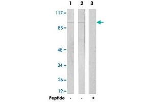 Western blot analysis of extracts from LoVo cells (Lane 1) and A-549 cells (Lane 2 and lane 3), using JAKMIP2 polyclonal antibody . (JAKMIP2 抗体  (C-Term))