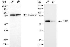 Western blotting analysis using PKM2 antibody (ABIN7800085). (Recombinant PKM2 抗体)