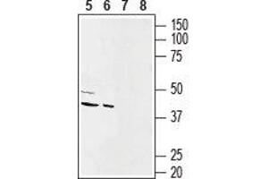 Western Blotting (WB) image for anti-Gap Junction Protein, alpha 1, 43kDa (GJA1) (AA 331-345), (Intracellular) antibody (ABIN7043199)