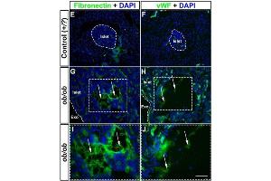 Fluorescence Microscopy (FM) image for anti-Fibronectin 1 (FN1) antibody (ABIN5596761)
