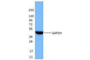 Western Blotting (WB) image for anti-Glyceraldehyde-3-Phosphate Dehydrogenase (GAPDH) antibody (ABIN2666338) (GAPDH 抗体)