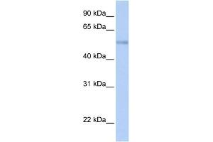 WB Suggested Anti-ZNF434 Antibody Titration:  0. (Zinc Finger and SCAN Domain Containing 32 (ZSCAN32) (N-Term) 抗体)