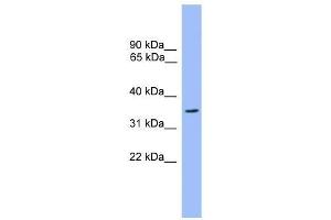 Western Blot showing OR2C3 antibody used at a concentration of 1. (OR2C3 抗体  (C-Term))