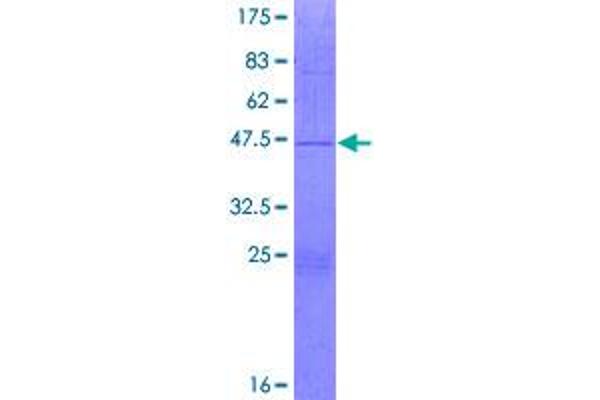 MRPL43 Protein (AA 1-159) (GST tag)