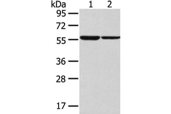SLC7A11 抗体