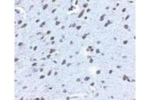 Immunohistochemistry of APP in mouse brain tissue with APP antibody at 2. (APP 抗体  (N-Term))
