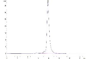 Size-exclusion chromatography-High Pressure Liquid Chromatography (SEC-HPLC) image for Killer Cell Lectin-Like Receptor Subfamily G, Member 1 (KLRG1) (AA 60-195) protein (Fc Tag) (ABIN7275099)