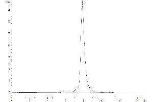 The purity of Human KLRG1 is greater than 95 % as determined by SEC-HPLC. (KLRG1 Protein (AA 60-195) (Fc Tag))
