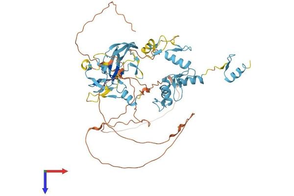 PRDM14 Protein (AA 1-571) (His tag)