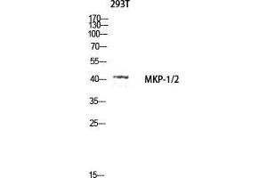 Western Blot (WB) analysis of 293T lysis using MKP-1/2 antibody. (MKP-1/2 抗体  (Lys92))