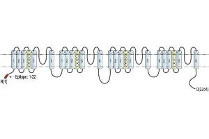Representative domain view of the target of ABIN7043008.