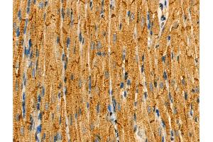 Phospho-FXYD1/PLM (Ser83) Antibody at 1/100 staining Rat heart tissue by IHC-P. (FXYD1 抗体  (pSer83))