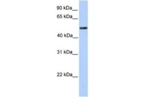 Western Blotting (WB) image for anti-Zinc Finger and BTB Domain Containing 9 (ZBTB9) antibody (ABIN2461995) (ZBTB9 抗体)