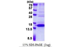 UFM1-Specific Peptidase 1 (Non-Functional) (UFSP1) (AA 1-142) protein (His tag)