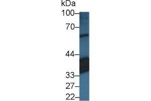 Western Blot; Sample: Porcine Eye lysate; Primary Ab: 3µg/ml Rabbit Anti-Human RLBP1 Antibody Second Ab: 0. (RLBP1 抗体  (AA 1-317))