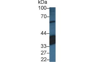 Western Blot; Sample: Porcine Eye lysate; Primary Ab: 3µg/ml Rabbit Anti-Human RLBP1 Antibody Second Ab: 0. (RLBP1 抗体  (AA 1-317))