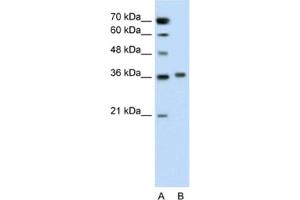 Western Blotting (WB) image for anti-Pipecolic Acid Oxidase (PIPOX) antibody (ABIN2462587) (PIPOX 抗体)