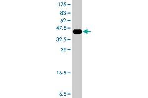 Western Blot detection against Immunogen (37. (LIPG 抗体  (AA 351-450))