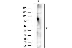 Western blot analysis of lysates from Rat brain, using OR2F2 Antibody at 1/1000 dilution.