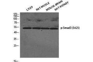 Western Blot (WB) analysis of specific cells using Phospho-Smad3 (S425) Polyclonal Antibody. (SMAD3 抗体  (pSer425))