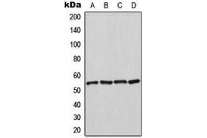 Western blot analysis of HSPA14 expression in K562 (A), HeLa (B), NIH3T3 (C), rat kidney (D) whole cell lysates. (HSPA14 抗体  (C-Term))