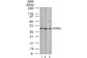 Image no. 3 for anti-G Protein-Coupled Receptor 83 (GPR83) (AA 200-250) antibody (ABIN207664) (GPR83 抗体  (AA 200-250))