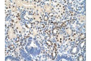 Image no. 1 for anti-Zinc Finger Protein 326 (ZNF326) (C-Term) antibody (ABIN203297) (ZNF326 抗体  (C-Term))