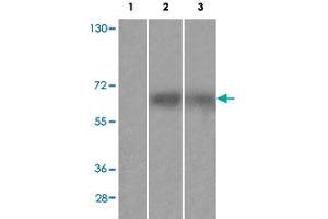 Western blot analysis of Lane 1: antigen-specific peptide treated Huvec cells, Lane 2: HuvEc cells, Lane 3: JK cells with FRS2 (phospho Y436) polyclonal antibody  at 1:500-1000 dilution. (FRS2 抗体  (pTyr436))