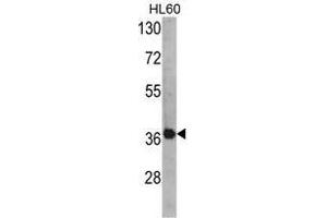 Image no. 1 for anti-Activator of HSP90 ATPase Activity 1 (AHSA1) (N-Term) antibody (ABIN452726) (AHSA1 抗体  (N-Term))
