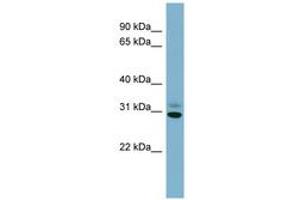 Image no. 1 for anti-Platelet-Activating Factor Acetylhydrolase 1b, Catalytic Subunit 3 (29kDa) (PAFAH1B3) (AA 107-156) antibody (ABIN6741926)