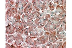 ABIN185365 (5µg/ml) staining of paraffin embedded Human Pancreas. (RBP1 抗体  (C-Term))