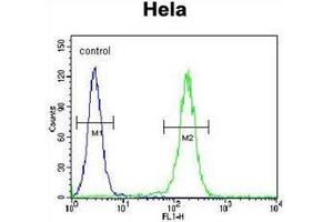 Flow cytometric analysis of Hela cells using LARS Antibody (N-term) Cat. (LARS 抗体  (N-Term))