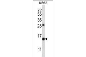 SCGB1D2 Antibody (Center) (ABIN657715 and ABIN2846703) western blot analysis in K562 cell line lysates (35 μg/lane). (SCGB1D2 抗体  (AA 22-50))