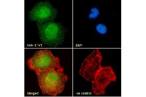 (ABIN263149) Immunofluorescence analysis of paraformaldehyde fixed A549 cells, permeabilized with 0. (ETV1 抗体  (Internal Region))