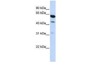 WB Suggested Anti-HEPACAM2 Antibody Titration:  0. (HEPACAM2 抗体  (Middle Region))