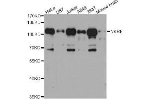 Western blot analysis of extracts of various cell lines, using NKRF antibody (ABIN5972800) at 1/1000 dilution. (NKRF 抗体)
