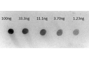 Dot Blot of Rabbit Anti-Human IgG gamma chain Alkaline Phosphatase Conjugated Antibody. (兔 anti-人 IgG (Heavy Chain) Antibody (Alkaline Phosphatase (AP)) - Preadsorbed)