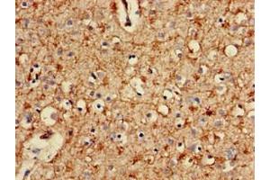 Immunohistochemistry of paraffin-embedded human brain tissue using ABIN7164948 at dilution of 1:100 (PSMA2 抗体  (AA 120-227))