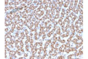 Formalin-fixed, paraffin-embedded human Liver stained with Prohibitin Mouse Monoclonal Antibody (PHB/3193). (Prohibitin 抗体  (AA 167-261))