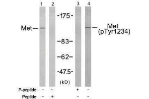 Image no. 1 for anti-Met Proto-Oncogene (MET) (pTyr1234) antibody (ABIN196973) (c-MET 抗体  (pTyr1234))
