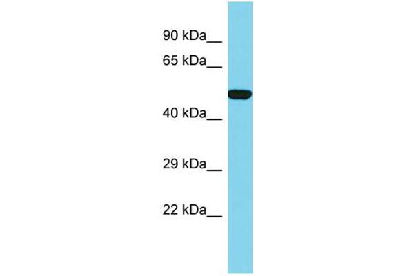SLC35E1 抗体  (C-Term)