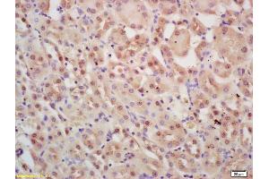 Formalin-fixed and paraffin embedded mouse kidney labeled with Rabbit Anti INTS3 Polyclonal Antibody, Unconjugated (ABIN1387357) at 1:200 followed by conjugation to the secondary antibody and DAB staining (INTS3 抗体  (AA 960-998))