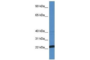 Western Blot showing EFNA4 antibody used at a concentration of 1 ug/ml against MCF7 Cell Lysate (EFNA4 抗体  (N-Term))