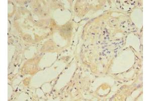 Immunohistochemistry of paraffin-embedded human kidney tissue using ABIN7160712 at dilution of 1:100 (NAT8 抗体  (AA 64-227))