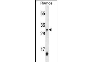 Western blot analysis of METTL1 Antibody (Center) (ABIN653843 and ABIN2843107) in Ramos cell line lysates (35 μg/lane). (METTL1 抗体  (AA 147-175))