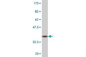 Western Blot detection against Immunogen (36. (IL-33 抗体  (AA 171-269))