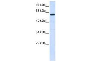 Image no. 1 for anti-Tripartite Motif Containing 41 (TRIM41) (C-Term) antibody (ABIN6740405) (TRIM41 抗体  (C-Term))
