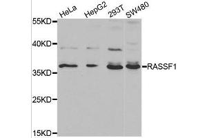 Western blot analysis of extracts of various cell lines, using RASSF1 antibody. (RASSF1 抗体  (AA 101-340))